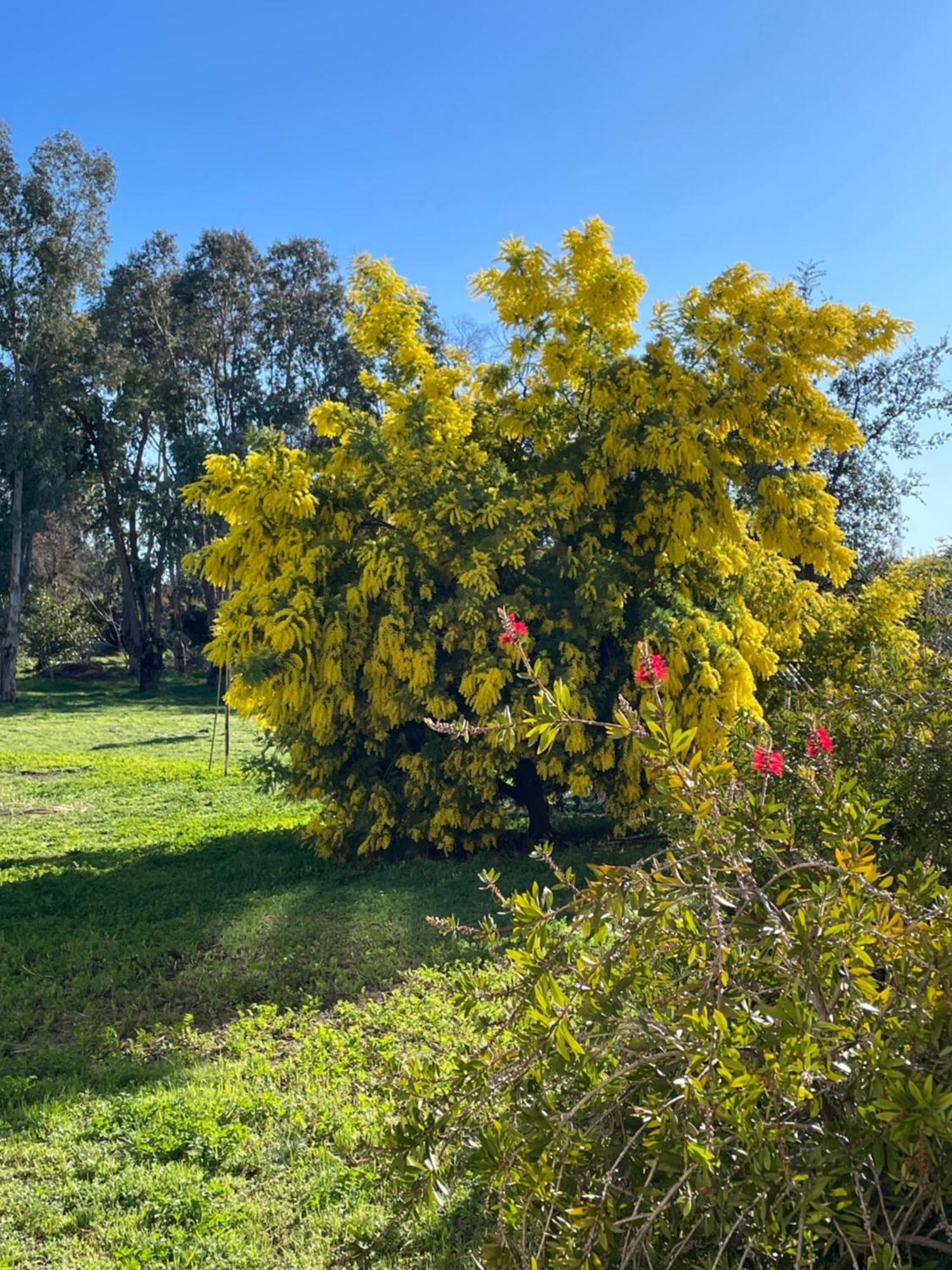Chambre d'hôtes La Bastide des Eucalyptus Antibes Exterior foto